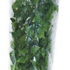 Zoomed - Plante Mexican Pour Terrarium -Magasin De Fournitures Pour Animaux De Compagnie 10962