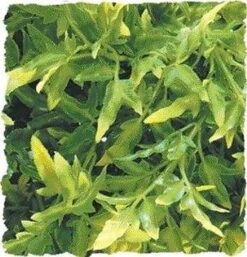 Zoomed - Plante Bolivian Pour Terrarium