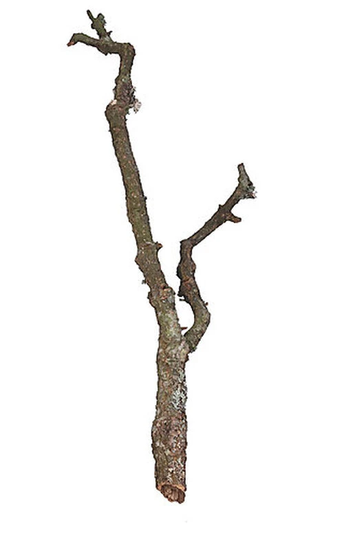 Aquavie - Branche En Liège Pour Terrarium - 3Kg 3 Aquavie - Branche En Liège Pour Terrarium - 3Kg