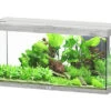 Aquatlantis - Aquarium SPLENDID Led 2.0 Equipé Chêne Blanc - 240L -Magasin De Fournitures Pour Animaux De Compagnie 72883