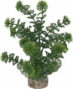 Labeo - Plante Décorative Limnophilia Pour Aquarium