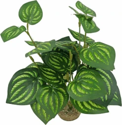 Labeo - Plante Verte Assortie Décorative Pour Terrarium -Magasin De Fournitures Pour Animaux De Compagnie 74039
