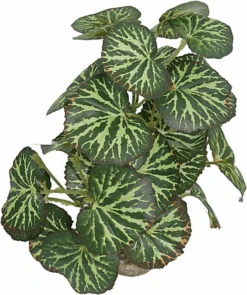 Labeo - Plante Verte Assortie Décorative Pour Terrarium -Magasin De Fournitures Pour Animaux De Compagnie 74041