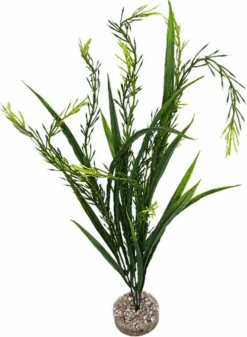 Labeo - Plante Décorative Elodea Pour Aquarium