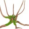 Zolux - Racine Araignée Naturelle Kipouss Pour Aquarium - M 2 Zolux - Racine Araignée Naturelle Kipouss Pour Aquarium - M -Magasin De Fournitures Pour Animaux De Compagnie 75670