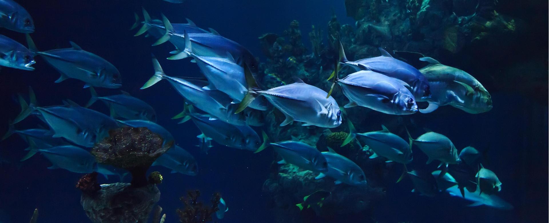 Magasin De Fournitures Pour Animaux De Compagnie 1 Magasin De Fournitures Pour Animaux De Compagnie -Magasin De Fournitures Pour Animaux De Compagnie animal 21668 1920