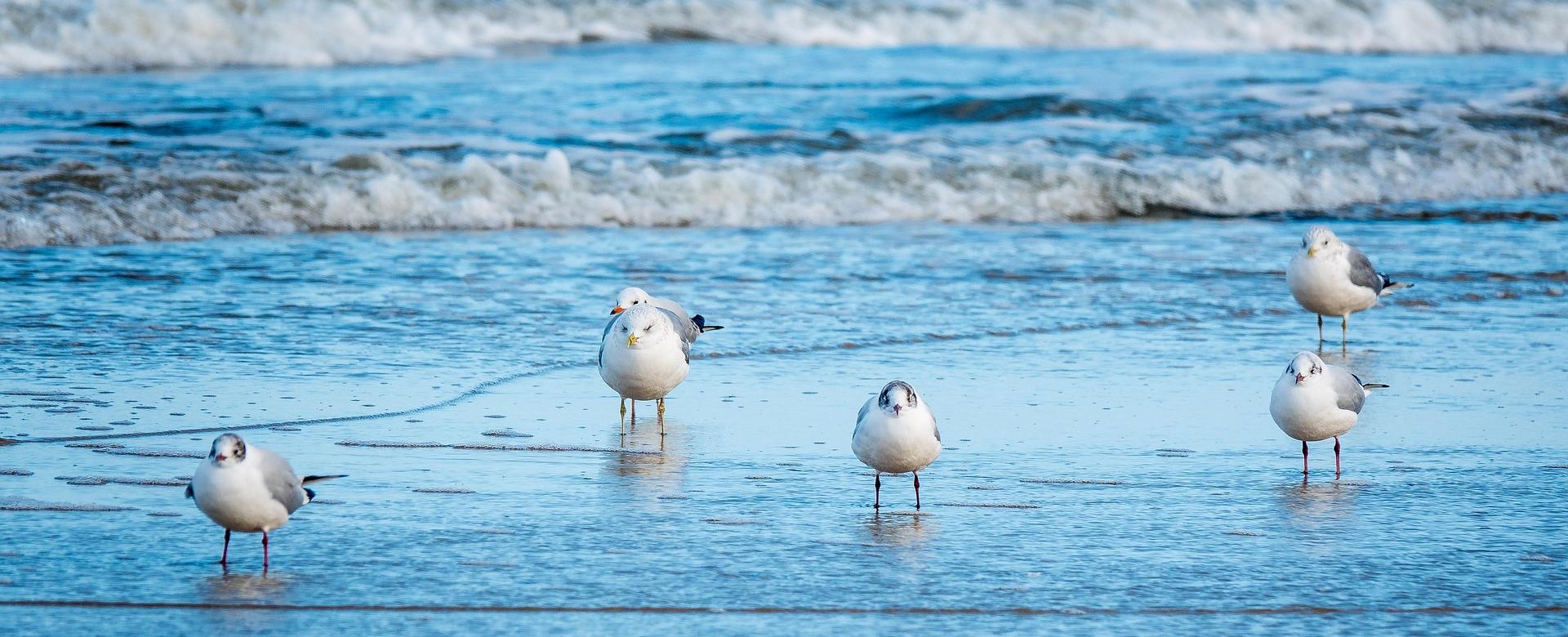 Magasin De Fournitures Pour Animaux De Compagnie 7 Magasin De Fournitures Pour Animaux De Compagnie -Magasin De Fournitures Pour Animaux De Compagnie seagulls 7111718 1920